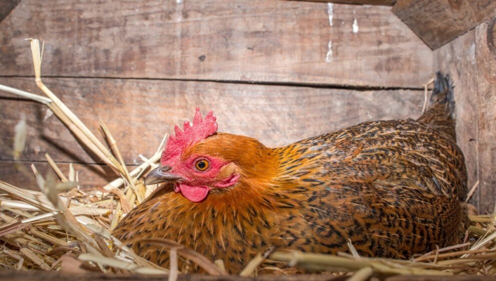 Cu Nto Tiempo Tarda Una Gallina En Poner Huevos