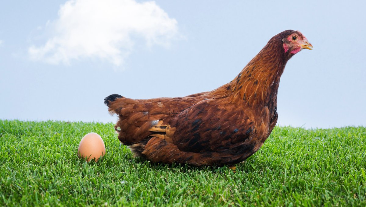 gallina puesta huevos