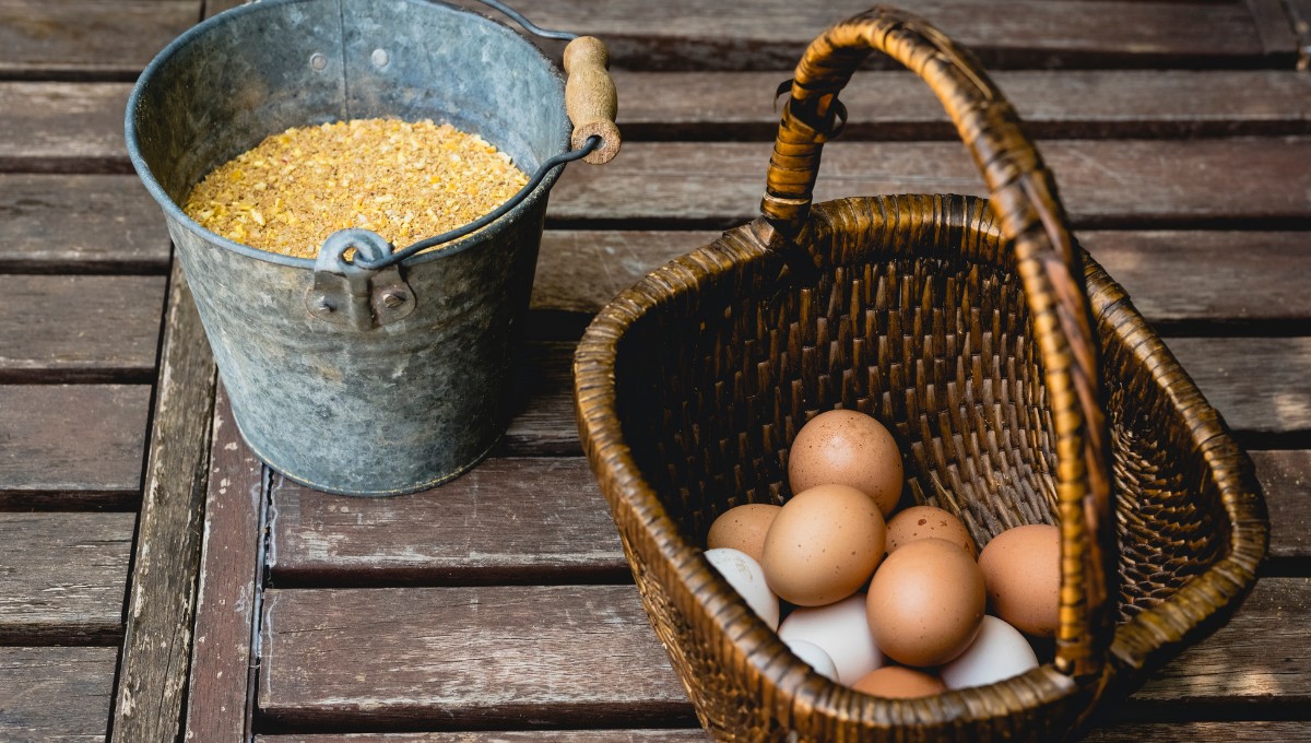 maíz orgánico para gallinas ponedoras