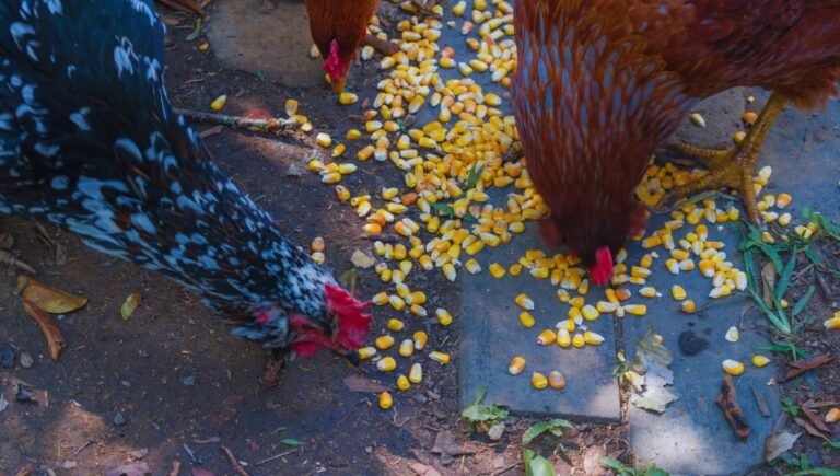 maíz orgánico para gallinas