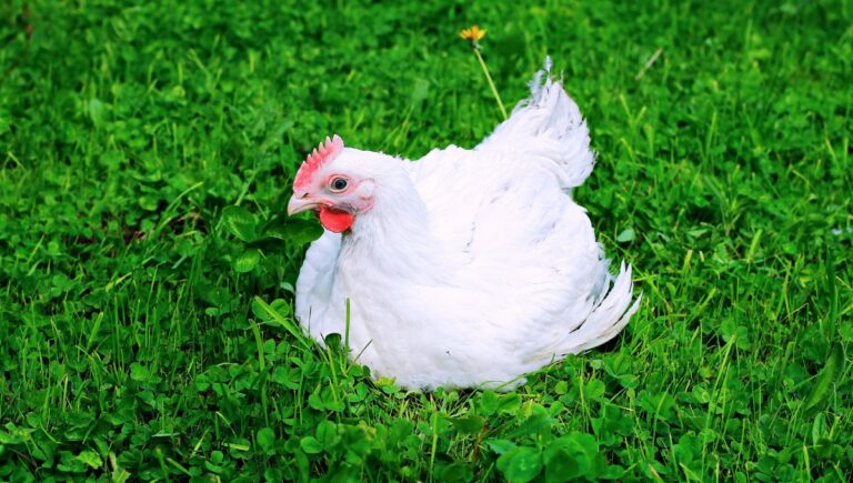 Diferencias entre gallinas de engorde y gallinas ponedoras