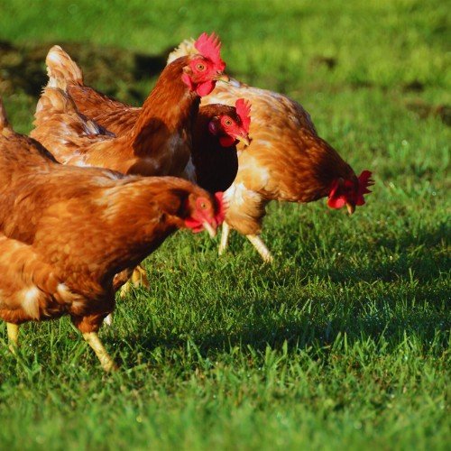 Gallinas