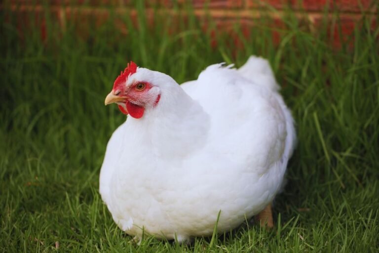 Inicia tu negocio de broilers ecológicos con estos 5 consejos
